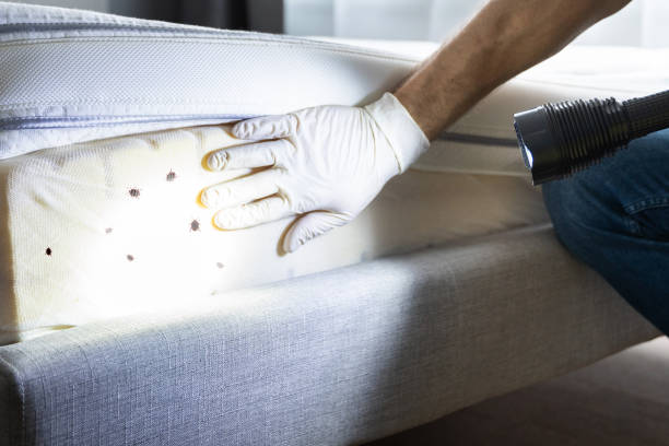 Trusted Maywood, CA Pest Control Experts