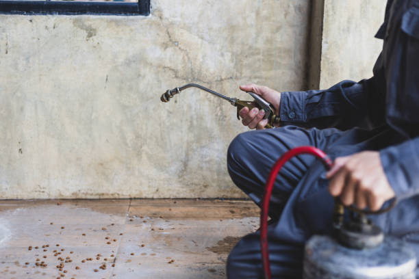 Wasp Removal Services in Maywood, CA